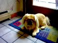 Talking pekingese. It's amazing!!!
