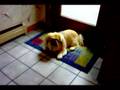 Pekingese video