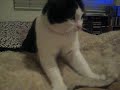 Kitty Kneading