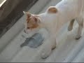 mini cat