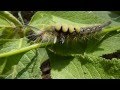 Chenille en plein repas - Parc National de Chitwan - Teraï - Népal