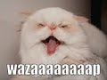 Very Funny Cats 10 Very Funny Cats 10
