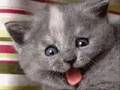 Very Funny Cats 10