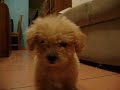 mi reyna