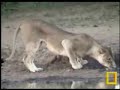 Lioness Part 1, 19-11-07