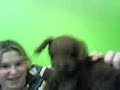 Numchuk the beaver Numchuk the beaver