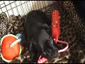 Our little Staffordshire bullterier going through her teething. Chewing on everything she passes including our other pets:)