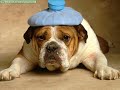 bulldog-miguel mateos