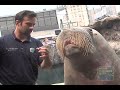 NY Aquarium Walrus talks, chuckles and whistles