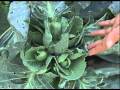 Cabbage Harvest
