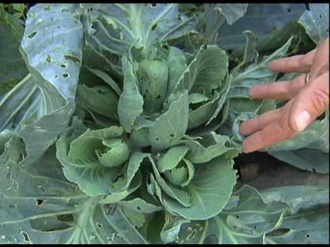 how to harvest cabbage