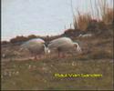 Bar-headed Goose (Anser indicus) Bar-headed Goose (Anser indicus)