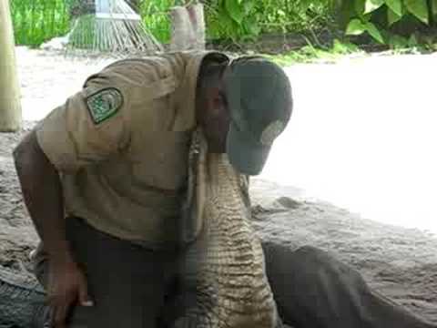 Gator Park Show, Everglades, FL