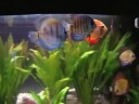 Discus - Symphysodon