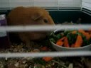 pig and buns