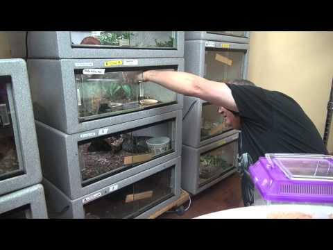 YouTube reptile video