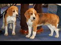 The Beagle Hounds Smelt Crack