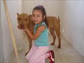 american pit bull terrier en argentina