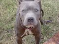 american pit bull terrier en argentina