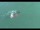 Jaws Wannabe
