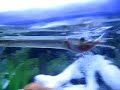 needlenose gar fish feeding in my aquarium