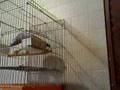 african grey