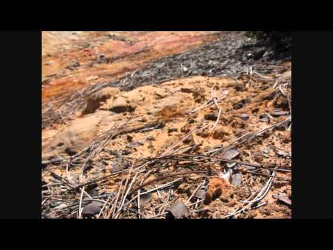 how to locate queen ant