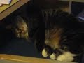 ZZzzz Zzzzz Purrr purrr ZZzzz Zzzzz Purrr purrr