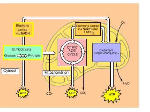 Cellular Respiration Overview Animation with Glycolysis Krebs and ETC