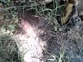 Utilizacion de abono organico abimgra en banano Utilizacion de abono organico abimgra en banano