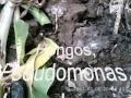 Utilizacion de abono organico abimgra en banano