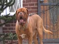 www.kingdomdogues.com