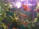 Another one of my fish Another one of my fish