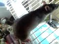 Rittens 23 dagen oud. Lekker aan het eten!