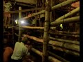Embarque de una vaquilla al camion (Capeas de Trigueros)
