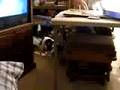 videos de Crazy Dogs