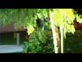 videos de Teletubby runs rampant at BIOLA!