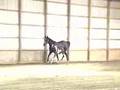 videos de SHOWGIRL 2008 blk/white filly by Sempatico