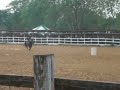 Richard Penner ~ Barrel Racing Richard Penner ~ Barrel Racing