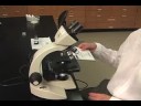 how to use the microscope