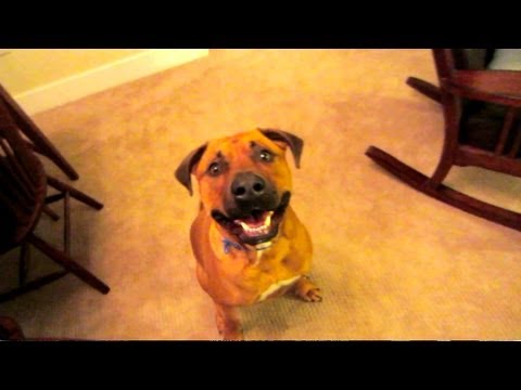 FUNNY JOKES TO CHEER UP DOG – Life After College Vlog: Ep. 149