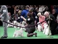 Westminster Dog Show 2012: Day 2 Terrier Group