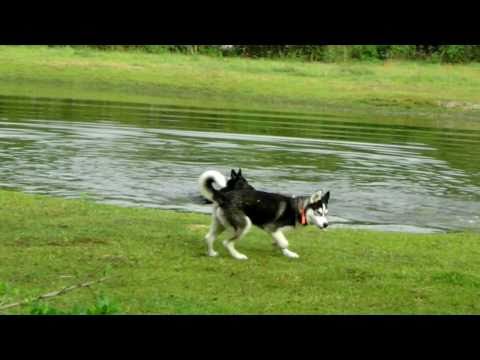 siberian husky
