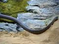 Tropicarium - Black mamba Snake