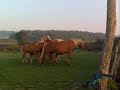 Elevage de chevaux comtois à marnay en haute saône,à quelques kilom. de Besançon.