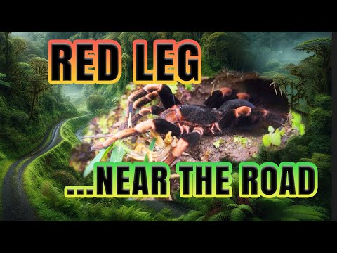 YouTube reptile video