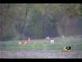 Mossy Oak- Raccoons vs. Deer Mossy Oak- Raccoons vs. Deer