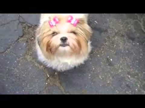 how to cure shih tzu fever