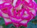 LA VIE EN ROSE.....
