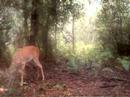 Cuddeback video
